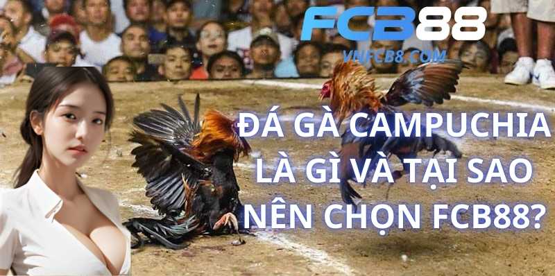 Đá Gà Campuchia Là Gì Và Tại Sao Nên Chọn FCB88?