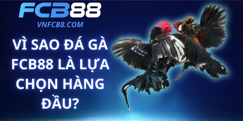 Vì Sao Đá Gà FCB88 Là Lựa Chọn Hàng Đầu?