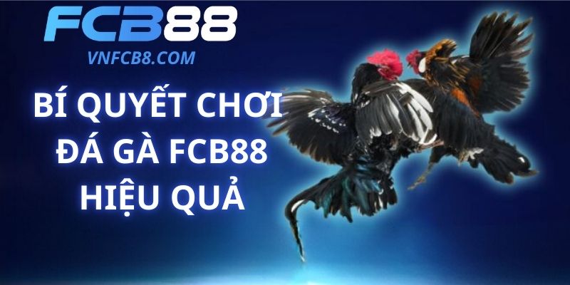 Bí Quyết Chơi Đá Gà FCB88 Hiệu Quả