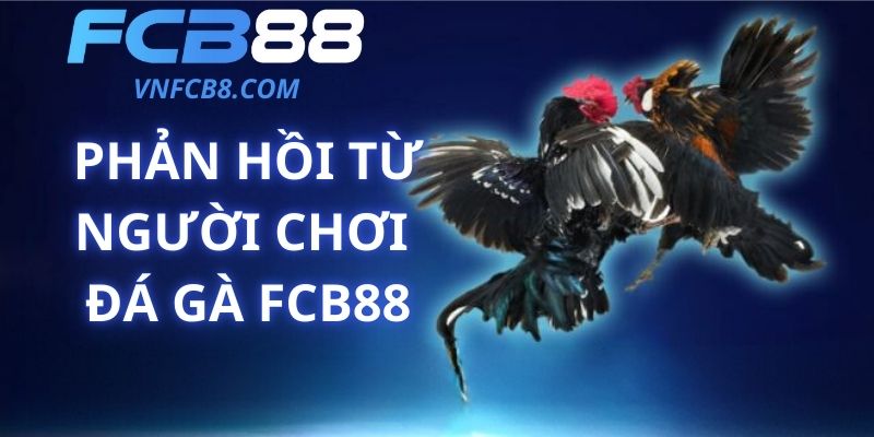 Phản Hồi Từ Người Chơi Đá Gà FCB88